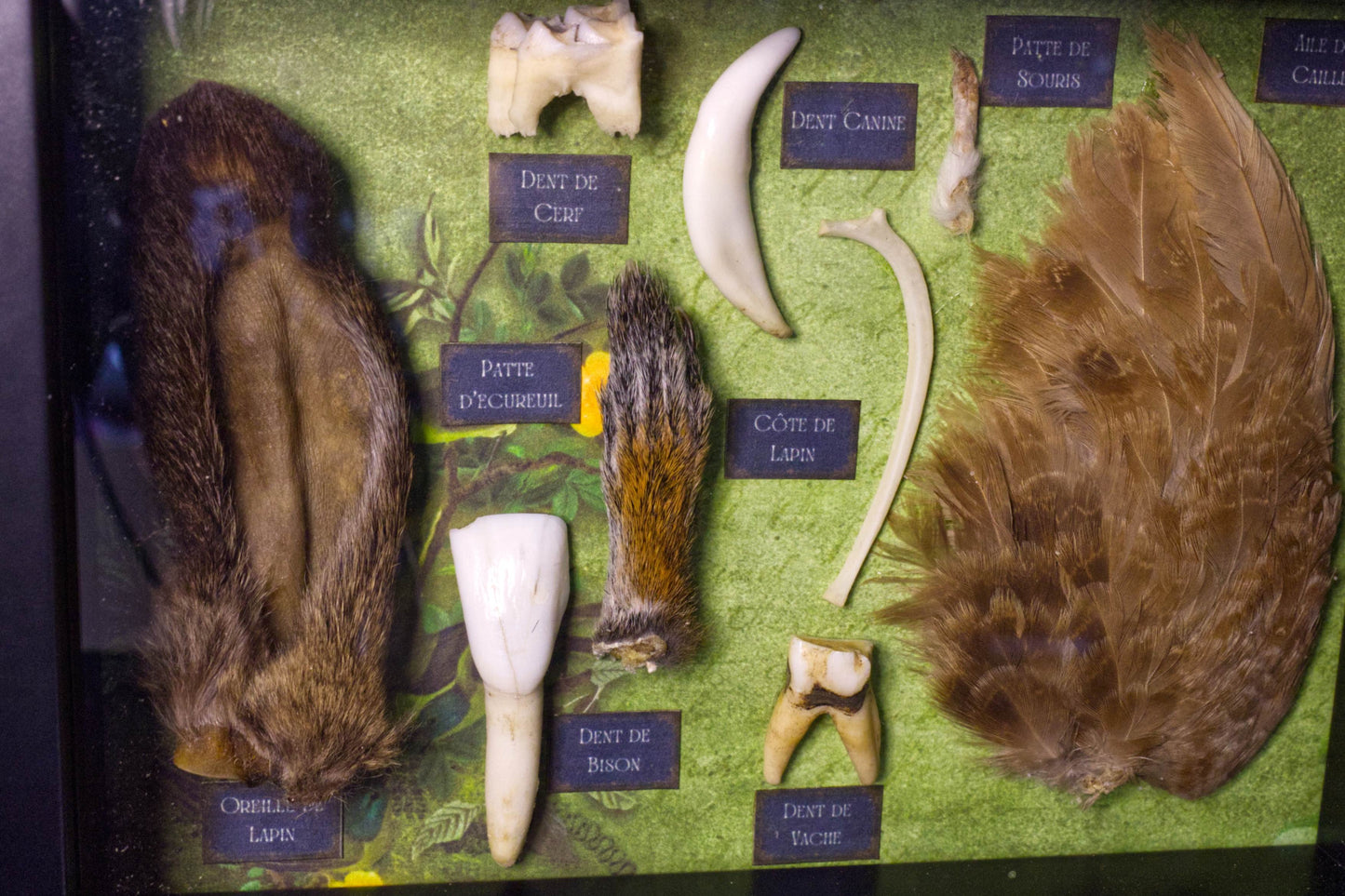 French Oddities Shadowbox