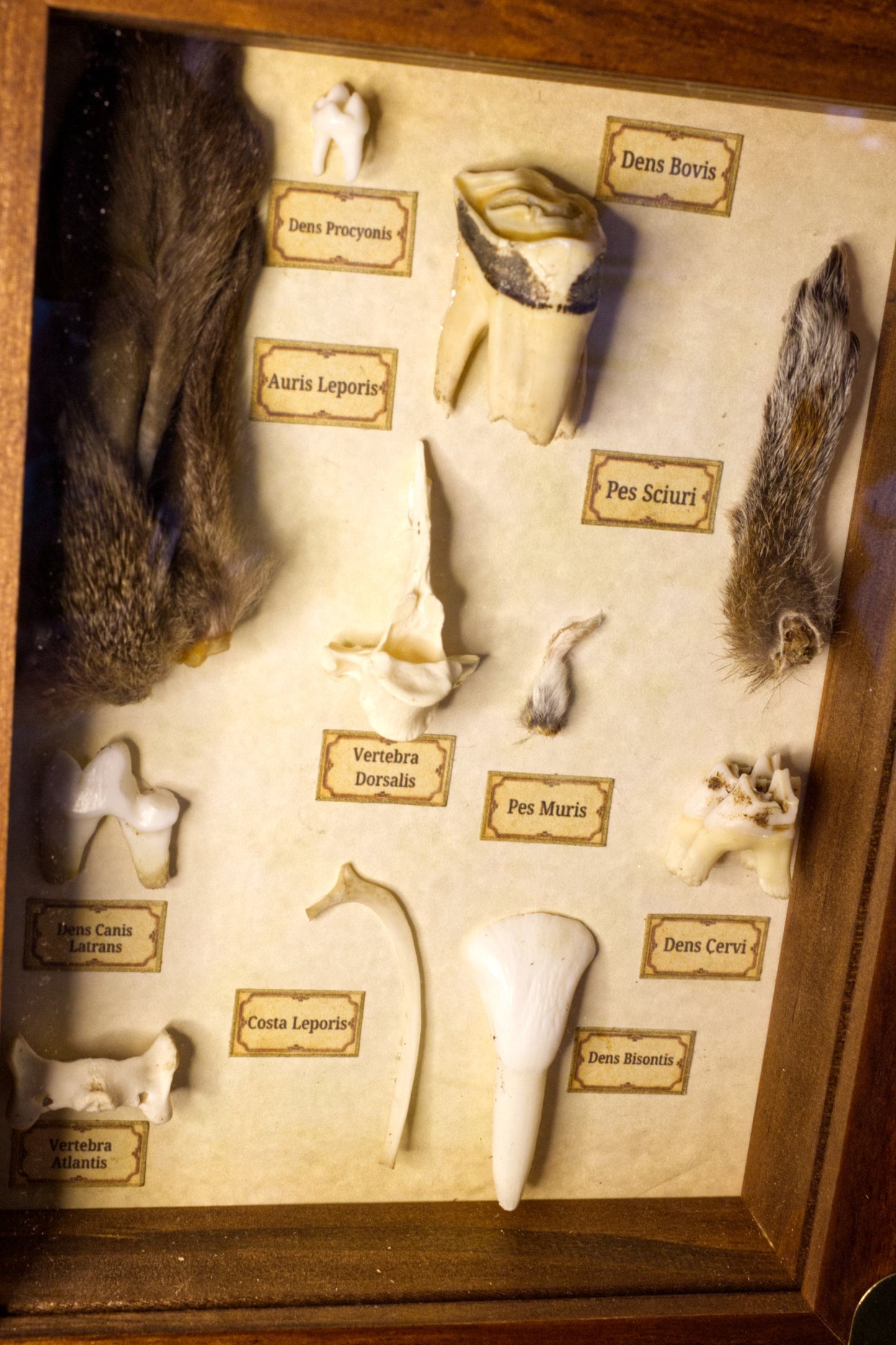 Latin Oddities Shadowbox