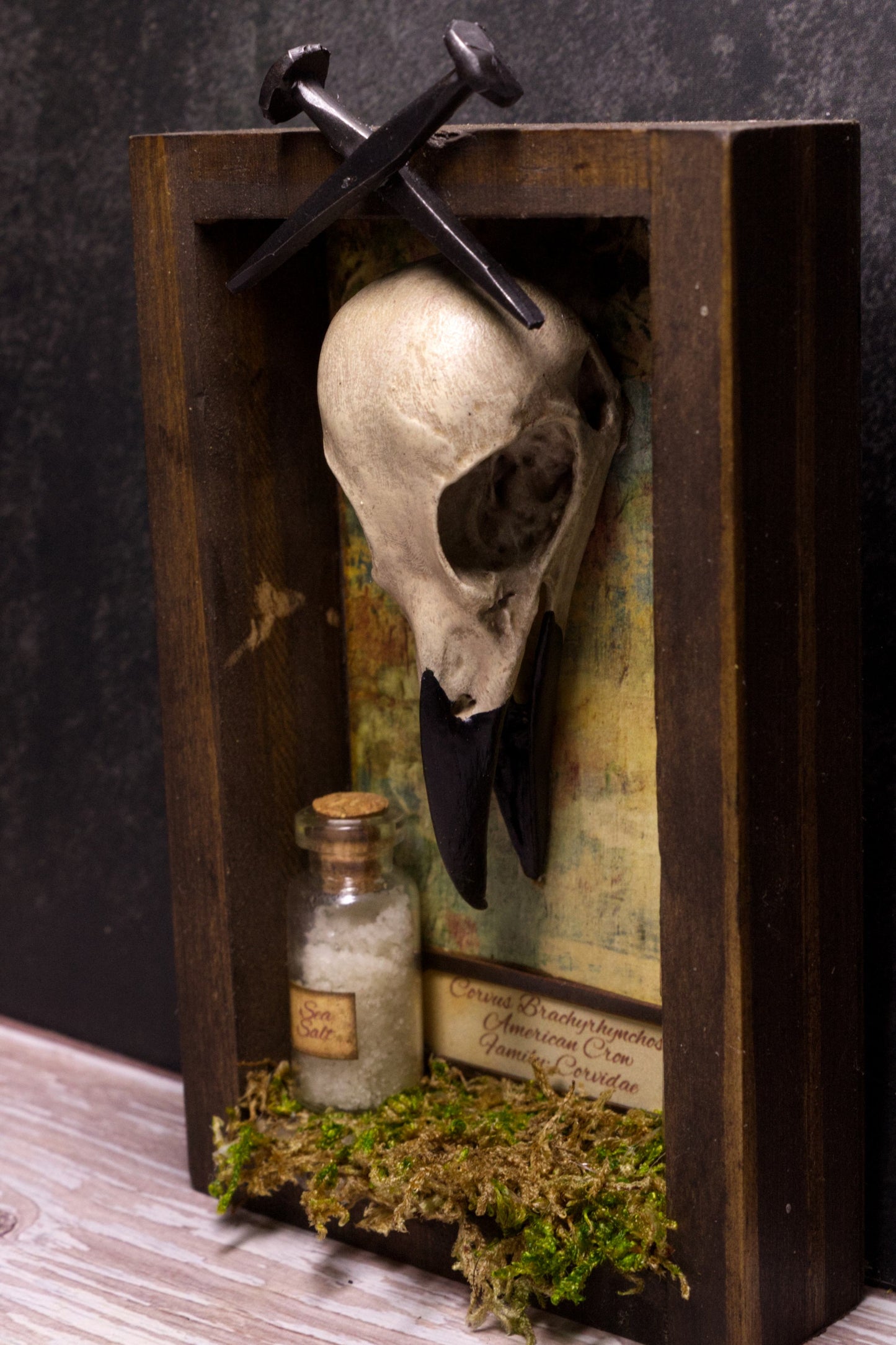 Crow Protection Shadowbox