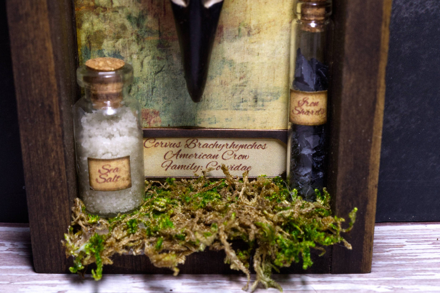 Crow Protection Shadowbox