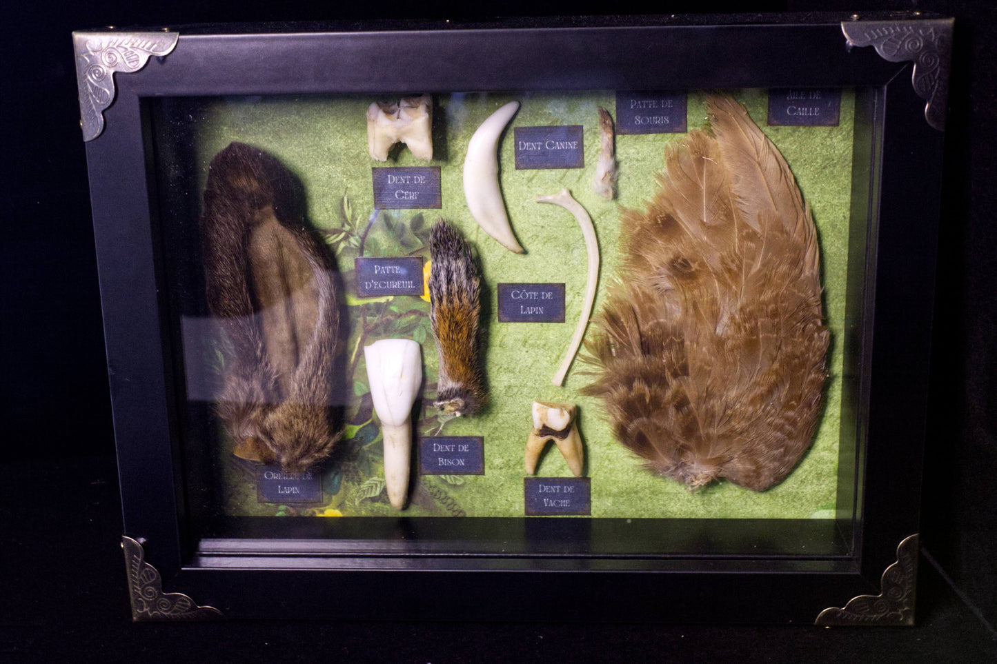 French Oddities Shadowbox