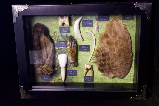 French Oddities Shadowbox