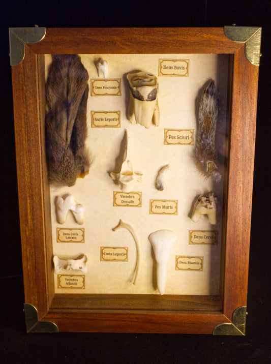 Latin Oddities Shadowbox