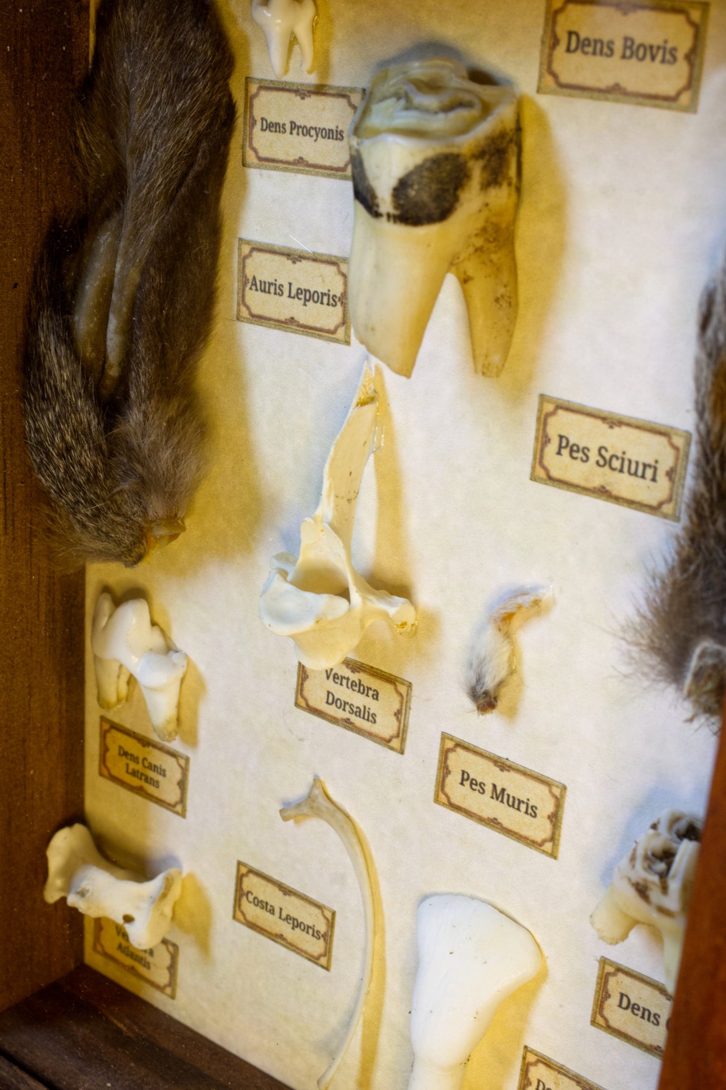 Latin Oddities Shadowbox